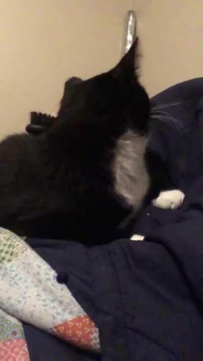 He may not look it but he loves this. Unlike my kitten my old boy loves brushy.