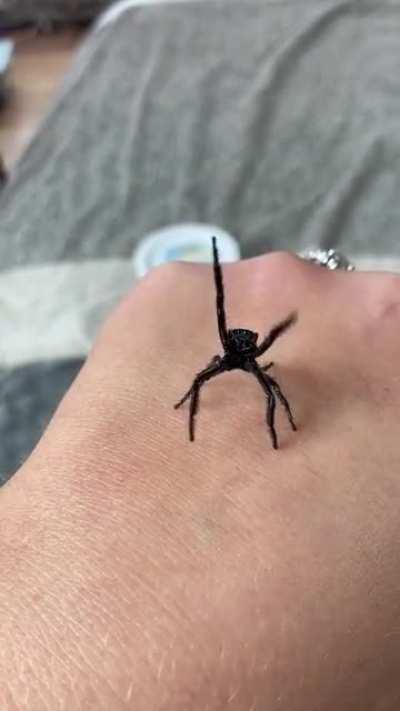 His second pair of legs while he does this kill me! Hyllus Giganteus named Cronus. “UUUUPPPPPP PLEEEEEEASE!!!”