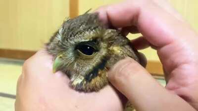 Sleepy Little Owl