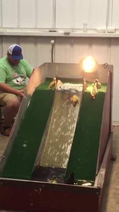 Domingo de patas divertidas