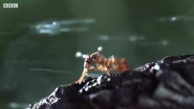 Bombardier Beetles Spray Boiling Acid (212 degrees F) as a defense mechanism against predators.
