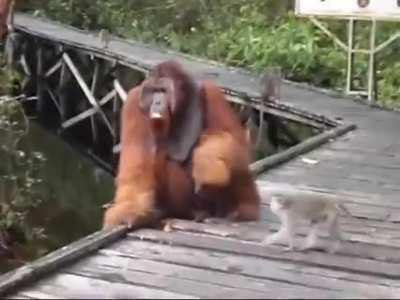 Dont't steal a banana out of an Orangutan's mouth