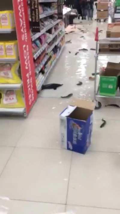 Real life fever dream