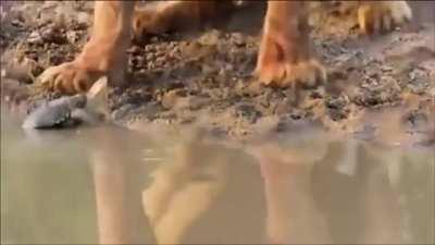 Tiny Turtle harassing Lions