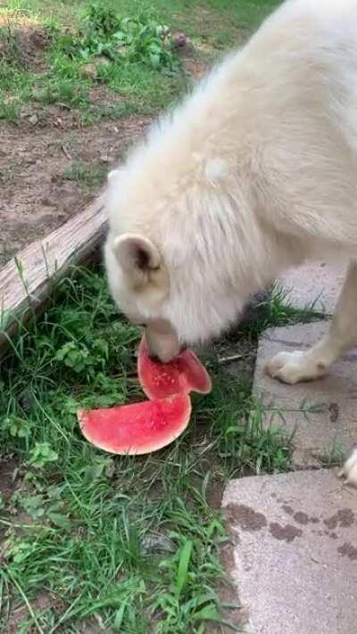 Everytime i take them out people say “ what beautiful huskies”🙃