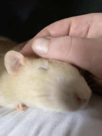 Meet Ivy. She loves her daily cuddles 🥰