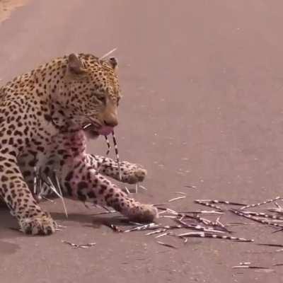 Leopard covered in quills after attacking porcupine