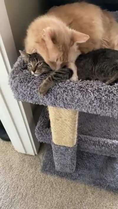 Tiny criminal gets a bath