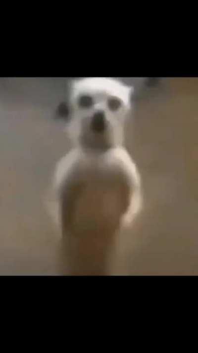 EL caeza e mochila de rappi