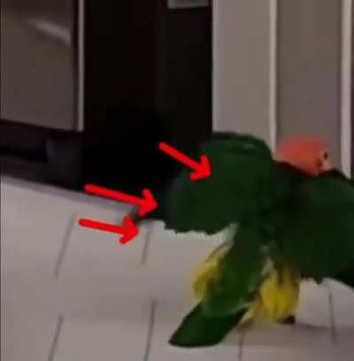 google praise the sun