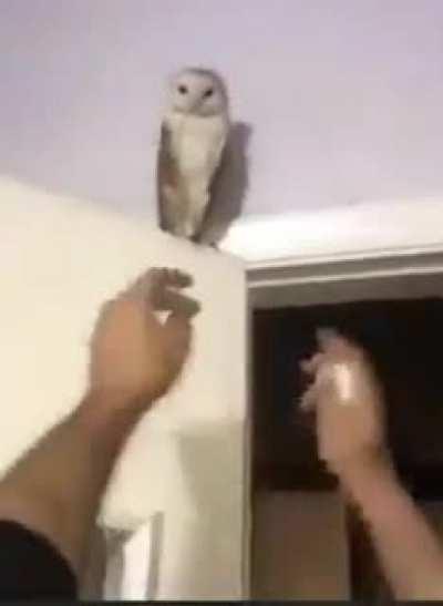 When you're an owl, you just spit it out 🤣😜