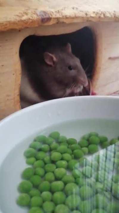 He be grabbing the peas