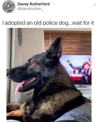 Retired Bork Bork Nom Nom doesn't like cocaine.