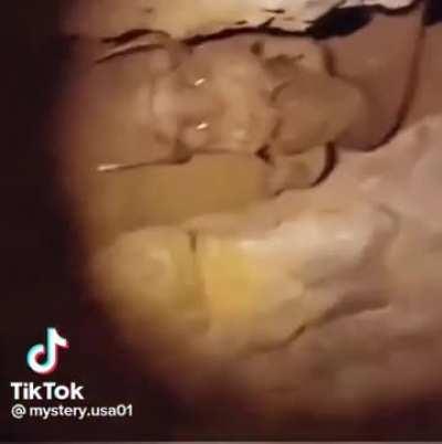 Underground serpent spotted 