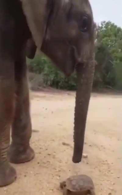 Elephant stops to nudge a turtle out of the road