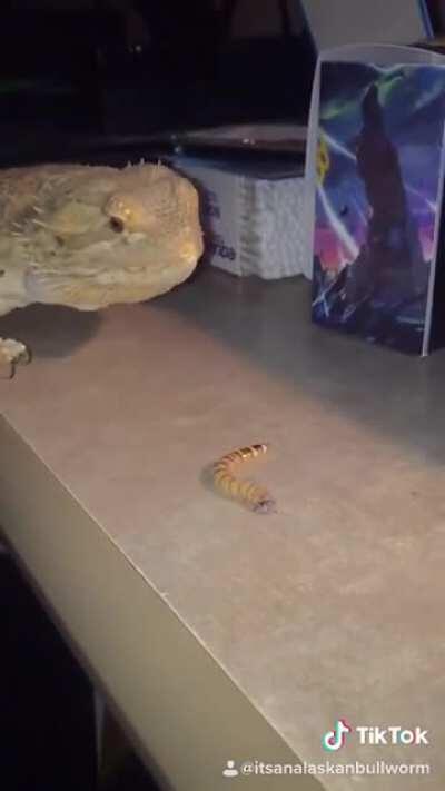 LONG LIVE THE KING 👑