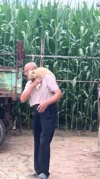 Grandpa is an alpha cat