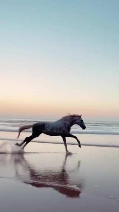 🔥 Horse is excited to be running along a beach