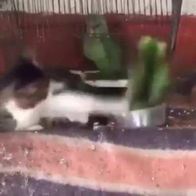 Хвост не тронь, наглый птыц