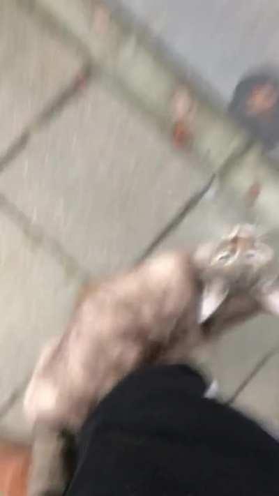 It's impossible not to pet her! 🥰