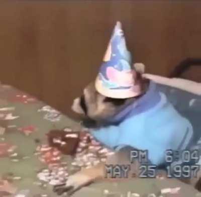 Fuck no pude ver el stream, pero acá un mapache festejando su cumple