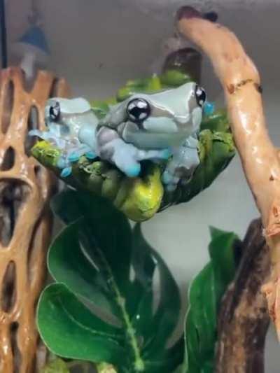 Amazon milk frog
