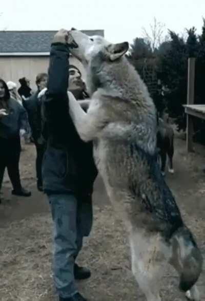 Wolves Are Decidedly Large