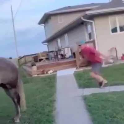 how to ride a horse for beginners