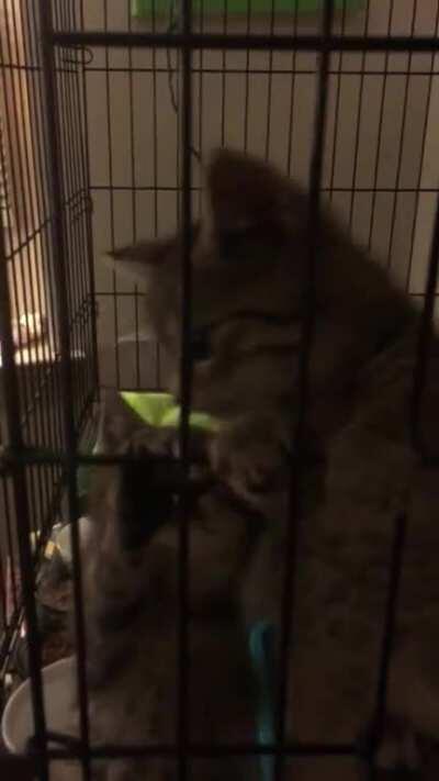 I scream. You scream. We all screeeem for....freedom! Bonus bellies included