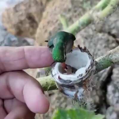 Just a gif of a mother Hummingbird feeding her ridiculously tiny babies.
