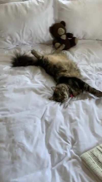 Good morning from floofy Oliver