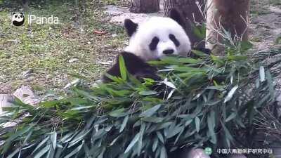 A panda a day keeps the sorrow away