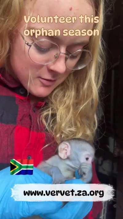 Volunteer With Orphaned Baby Monkeys at the Vervet Monkey Foundation in South Africa (an ethical, GFAS & PASA accredited, non-profit sanctuary)