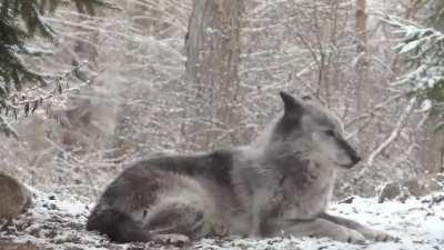 Grey wolf howl prompt response from entire forest