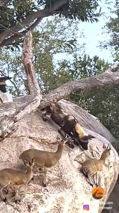 Antelope survival strategy