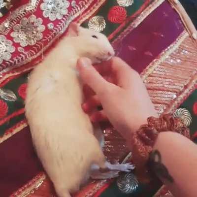 Kisses and belly rubs 😘🐭