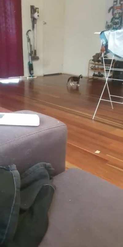 Smol kitten scares big sister into another dimension