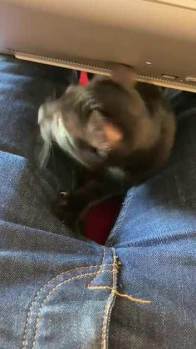 My work from home buddy chooses the weirdest places to chill