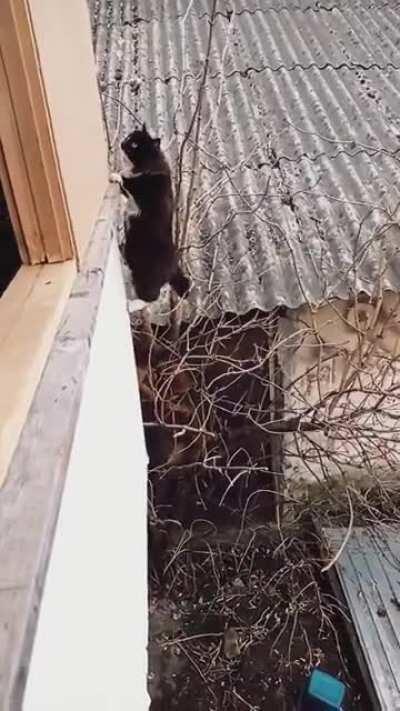 Ninja kitty