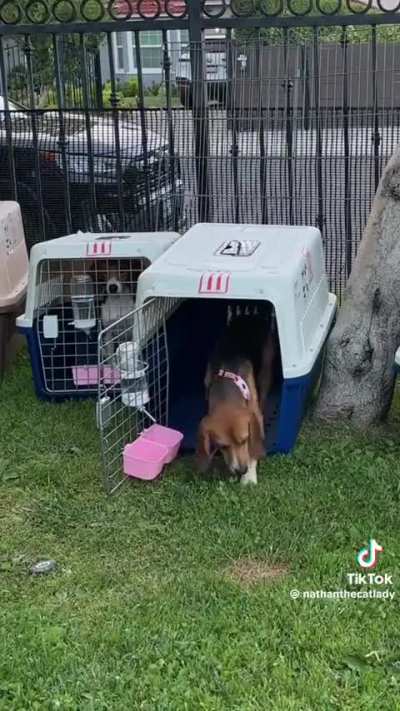 Guy saved 30 Beagles from a lab