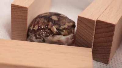 Desert rain frogs live in clusters (also called armies), are near threatened species as of 2016, and love burrowing!