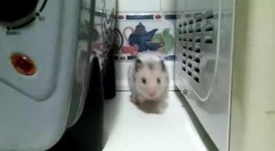 It's been 1 year since Lil Thor crossed the bifrost. We miss you a lot. Here is a video of Lil Thor doing some stretches