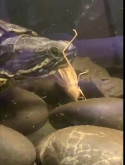 Phil devouring a grasshopper