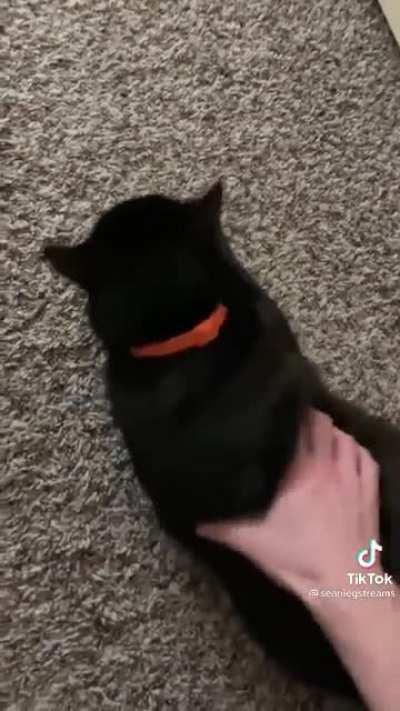 Shane Dawson, is that you? 🤨🐈