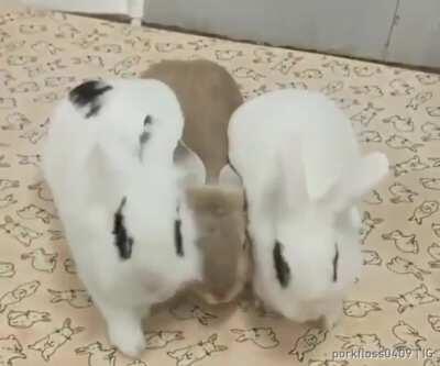 magnetic bunnies