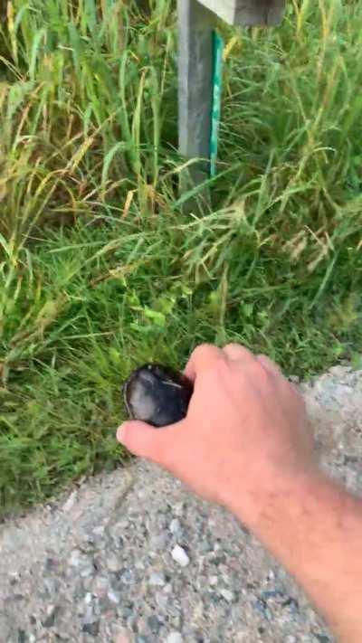 Turtle Bro needed a hand