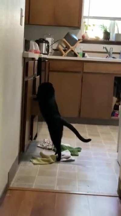 This asshole throwing a fit until he gets wet food...