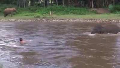Young elephant thinks human is drowning so he rushes to save him -