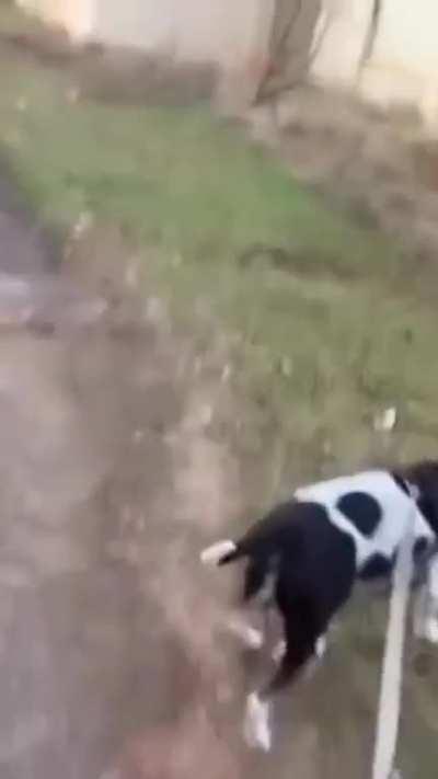 “He don’t walk reguluh” 😂😂