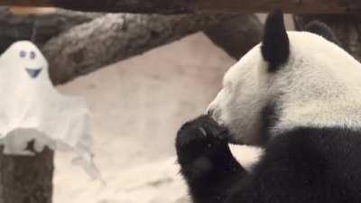 Вкусный тыквенный Хэллоуин устроил московский зоопарк, для своих панд.